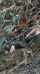 African Milk Bush (Fordiophyton)