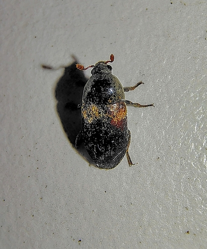 Dermestes carnivorus, 2026-02-03