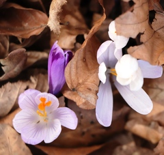 Crocus heuffelianus