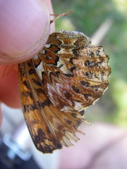 Boloria titania