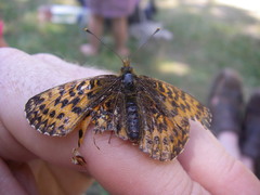 Boloria titania