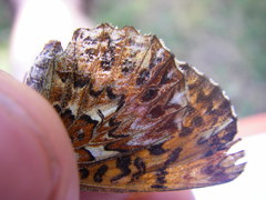 Boloria titania