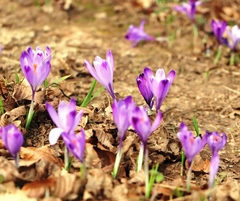 Crocus heuffelianus