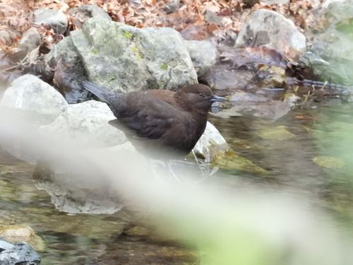 Brown Dipper (Cinclus pallasii), photo 7