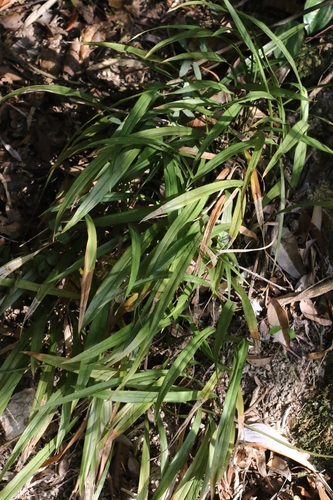 Aspidistra minutiflora (Aspidistra minutiflora)