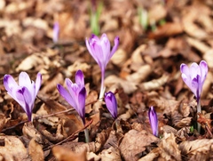 Crocus heuffelianus