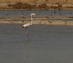 Phoenicopterus roseus