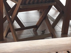 Campylorhynchus yucatanicus