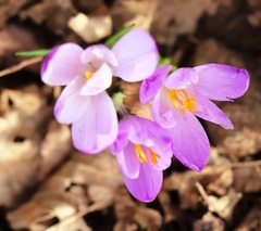 Crocus heuffelianus