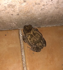 Peltophryne peltocephala