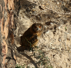 Bubo bengalensis