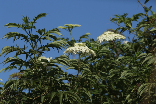 European black elderberry