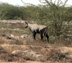 Boselaphus tragocamelus
