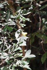Crotalaria capensis