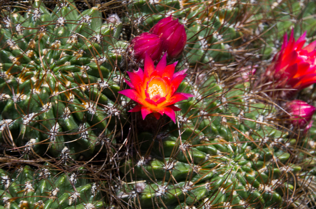 Lobivia maximiliana