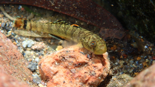 Sirajo-klimgrondel (Sicydium plumieri) — Gobiidae