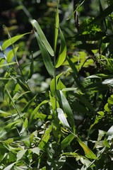 Flagellaria