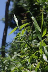 Flagellaria