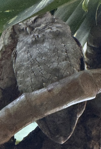 Pacific Screech Owl (Megascops cooperi)