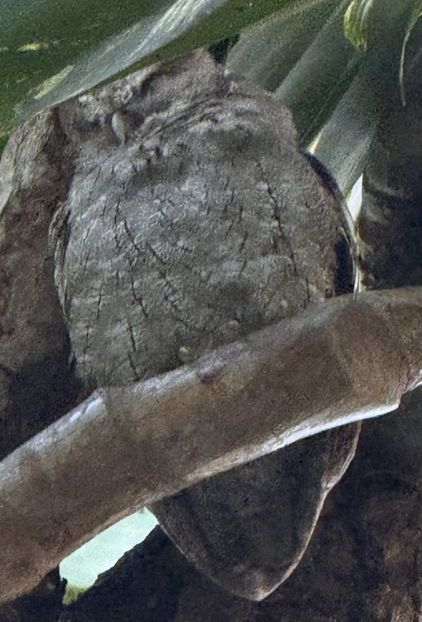 Pacific Screech Owl (Megascops cooperi), photo 1