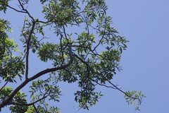Zanthoxylum davyi