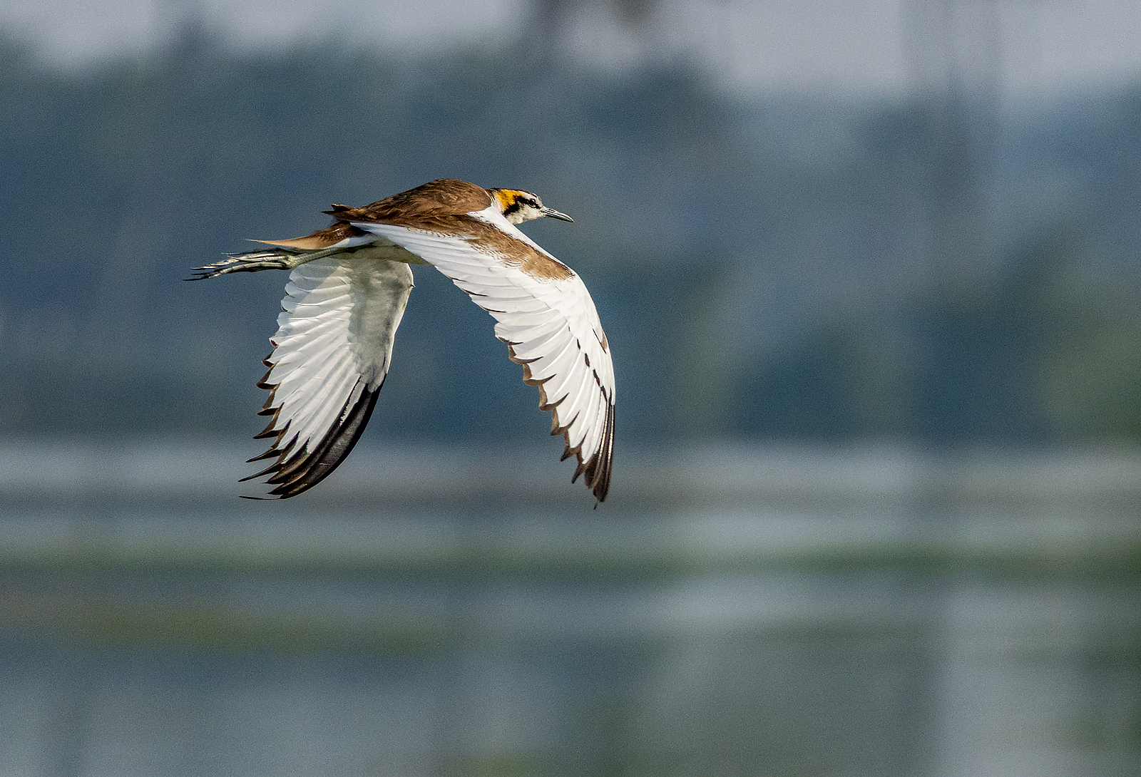 Pheasant-tailed Jacana (Hydrophasianus chirurgus), photo 10