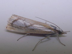 Catoptria pinella