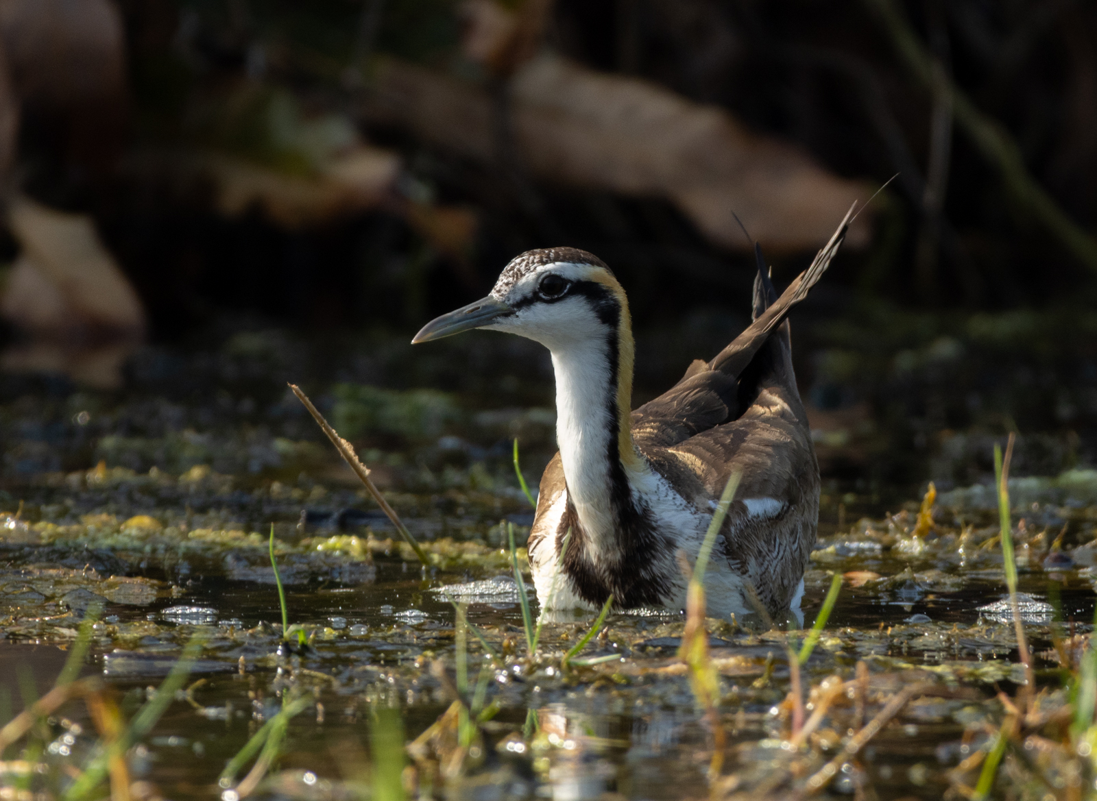Pheasant-tailed Jacana (Hydrophasianus chirurgus), photo 9