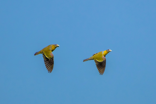 Yellow-footed Green Pigeon (Treron phoenicopterus), photo 6
