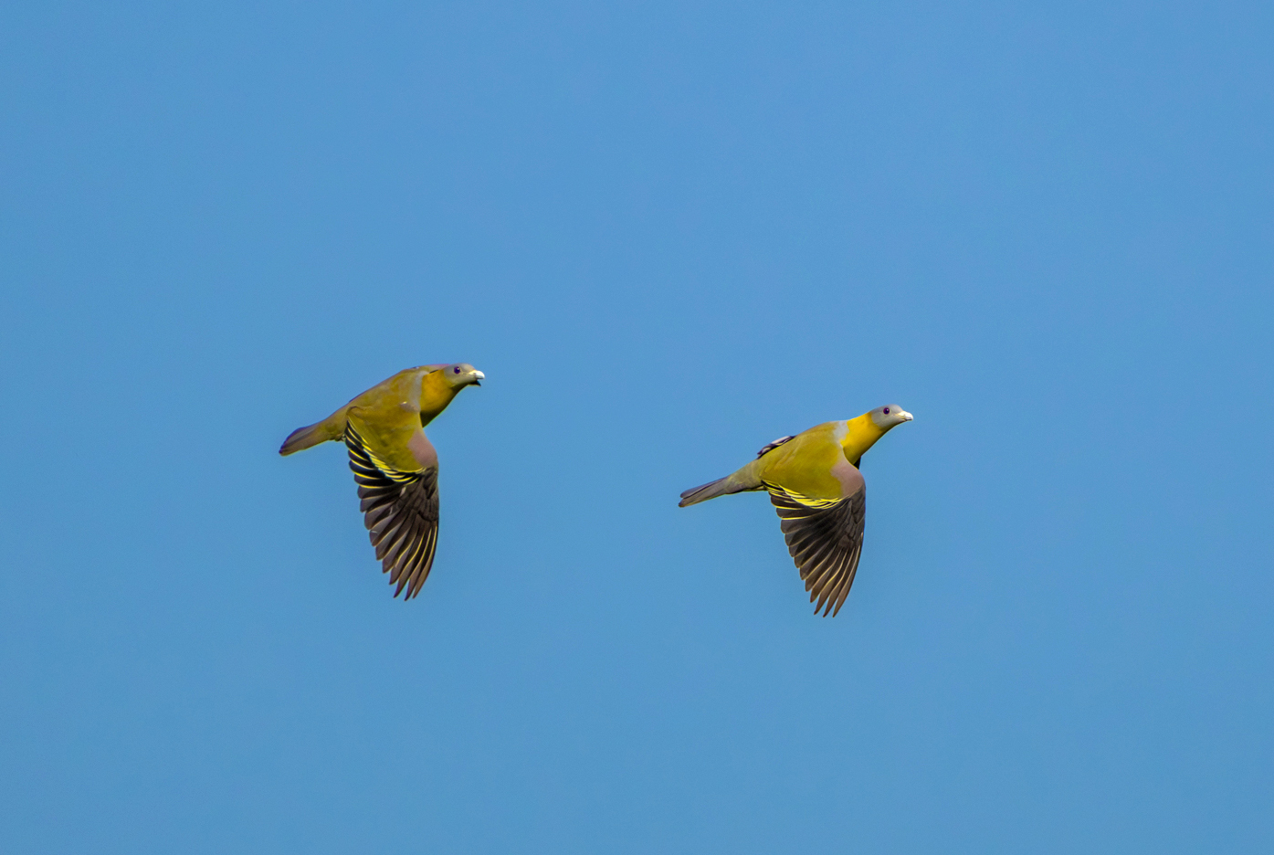 Yellow-footed Green Pigeon (Treron phoenicopterus), photo 7