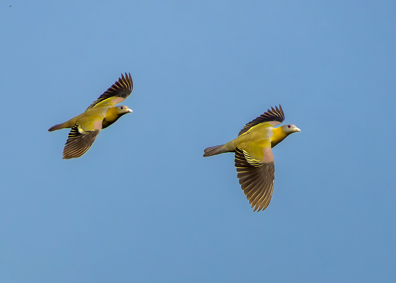 Yellow-footed Green Pigeon (Treron phoenicopterus), photo 6