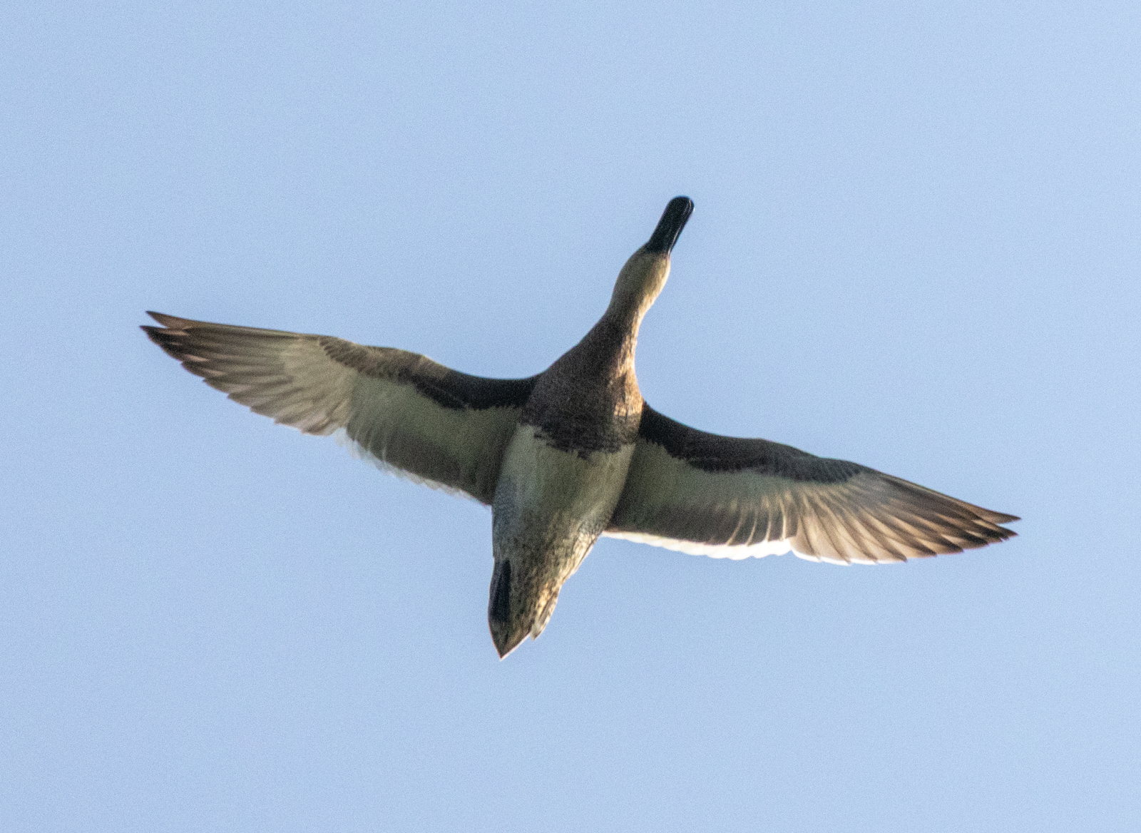 Garganey (Spatula querquedula), photo 7