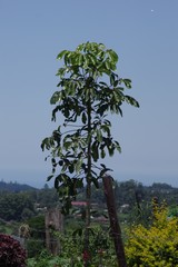 Heptapleurum actinophyllum