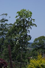 Heptapleurum actinophyllum