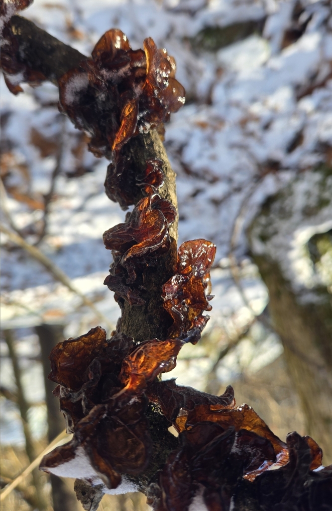 Exidia crenata · January 2026 · photo: © benfungi (iNaturalist, cc-by)