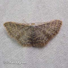 Idaea costiguttata