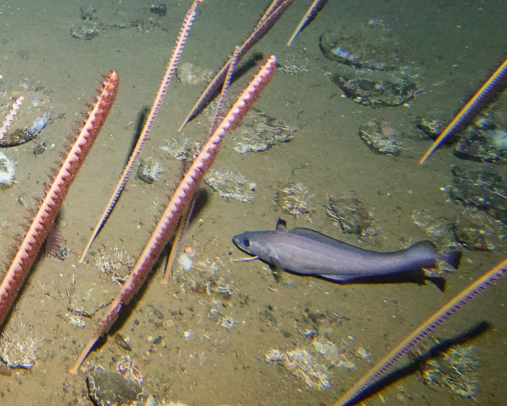 Goode-Bean-diepzeekabeljauw (Laemonema goodebeanorum) — Moridae