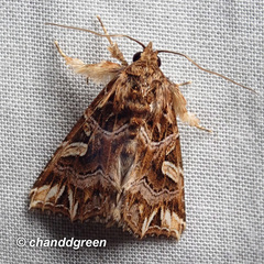 Callopistria exotica