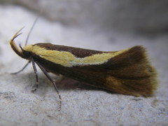 Harpella forficella