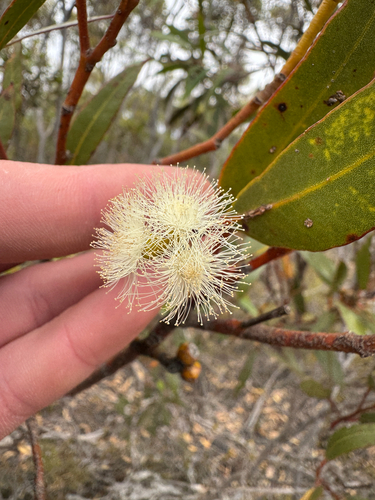Eucalyptus uncinata, 2026-02-04