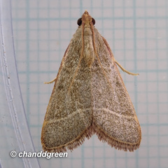 Hypsopygia nonusalis