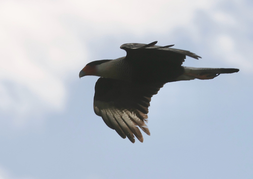 Crested Caracara