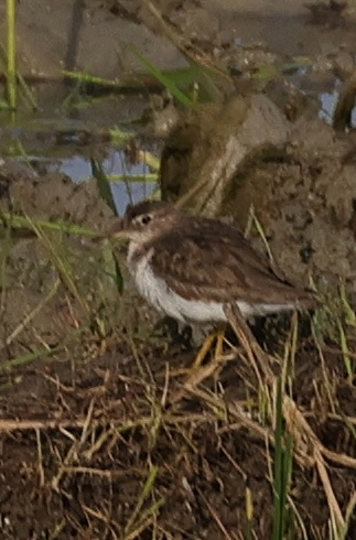 Spotted Sandpiper