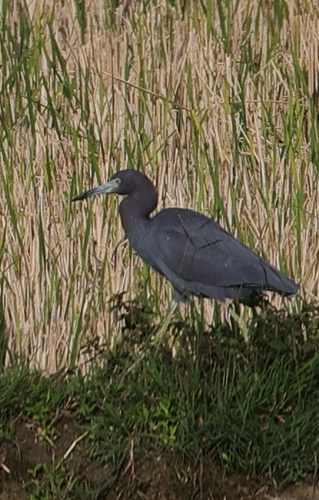 Little Blue Heron