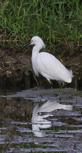 Snowy Egret