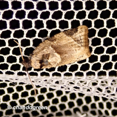 Neocalyptis liratana