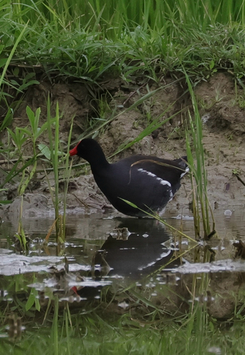 Common Gallinule