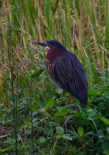 Green Heron