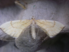 Gandaritis pyraliata