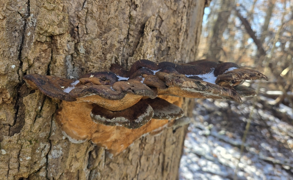Ischnoderma resinosum · January 2026 · photo: © benfungi (iNaturalist, cc-by)